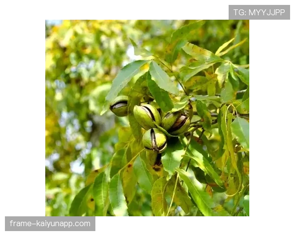 商务部依据法律对美墨碧根果立案调查，墨西哥碧根果